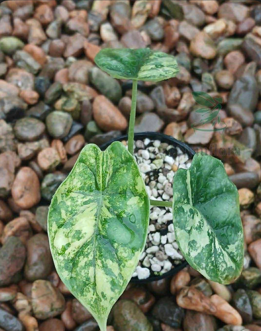 Alocasia Dragon Scale Albo - Sur Mesure