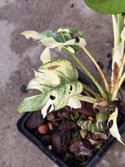 Raphidophora Ginny White Monster