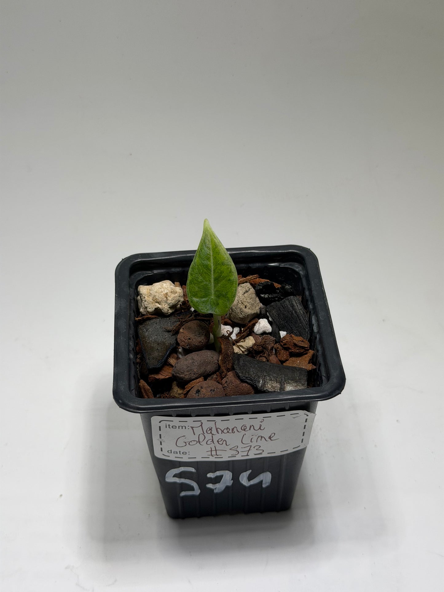 Alocasia Maharani Golden Lime