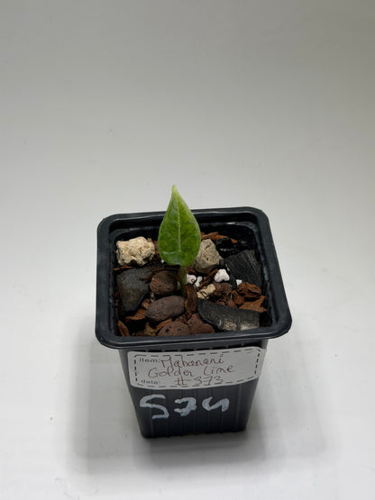 Alocasia Maharani Golden Lime