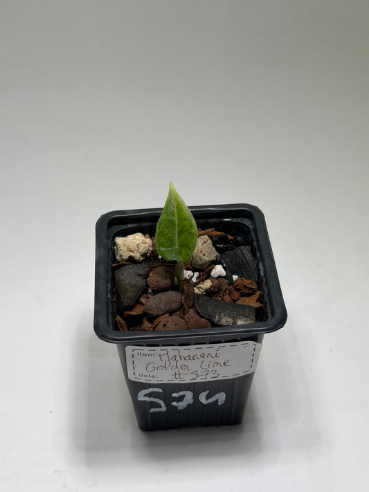 Alocasia Maharani Golden Lime
