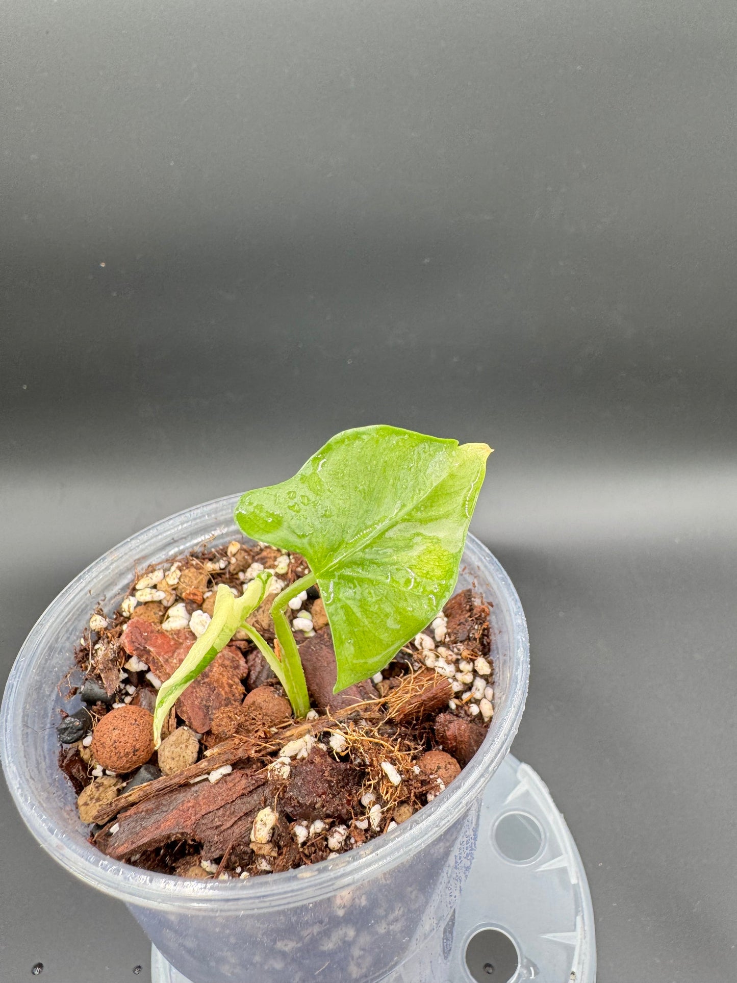 Sur mesure - Albo Wagyu, Aurea Wagyu, Scalprum, crinkless, bulbe nobilis Silver (offert) Green and White Plants