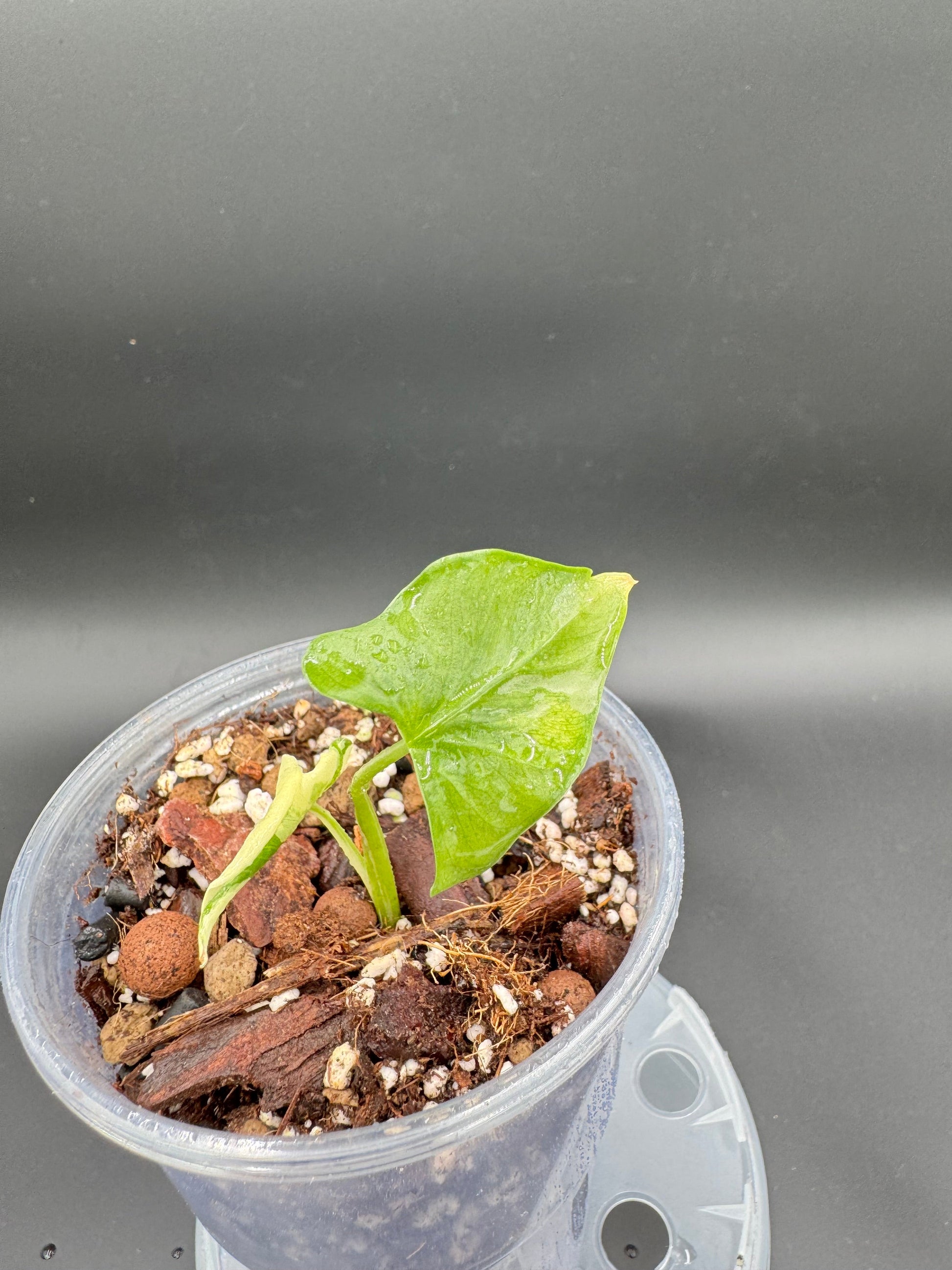 Sur mesure - Albo Wagyu, Aurea Wagyu, Scalprum, crinkless, bulbe nobilis Silver (offert) Green and White Plants