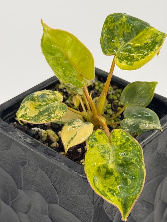 Philodendron Billitiae Variegata