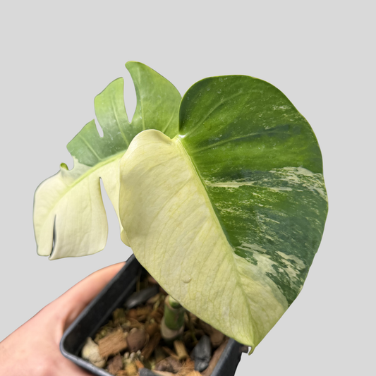 Monstera Jungle Mint