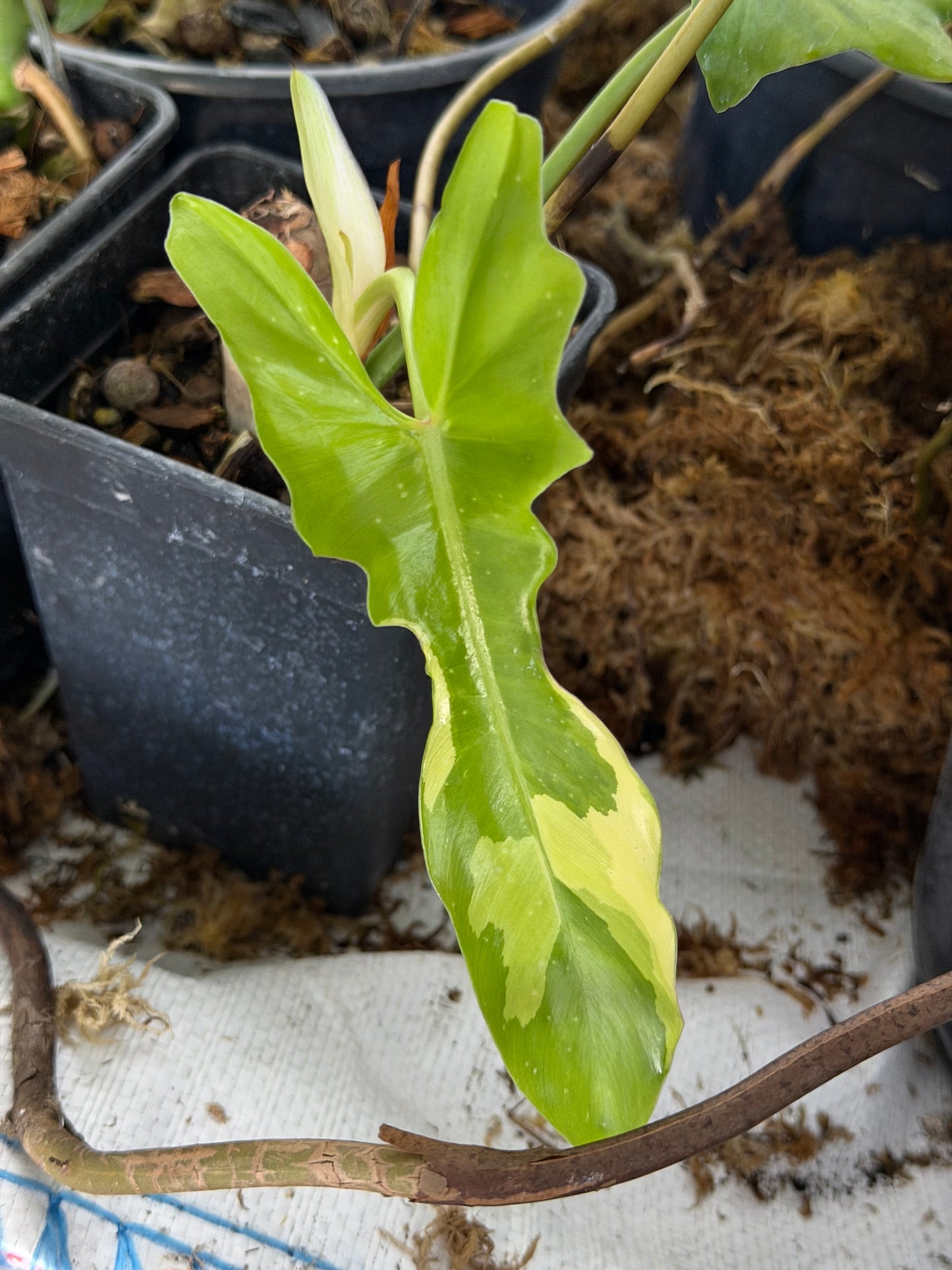 Philodendron Florida Beauty x Mayoï Variegata