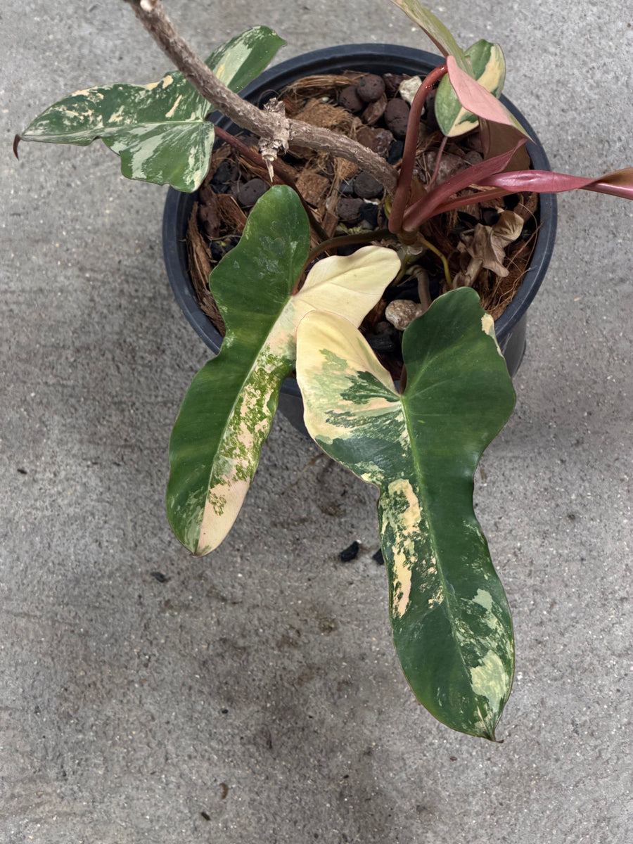 Philodendron Black Billitiae x Florida Beauty