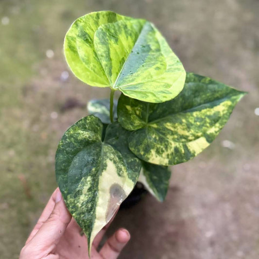 Anthurium Heart of Luck Var