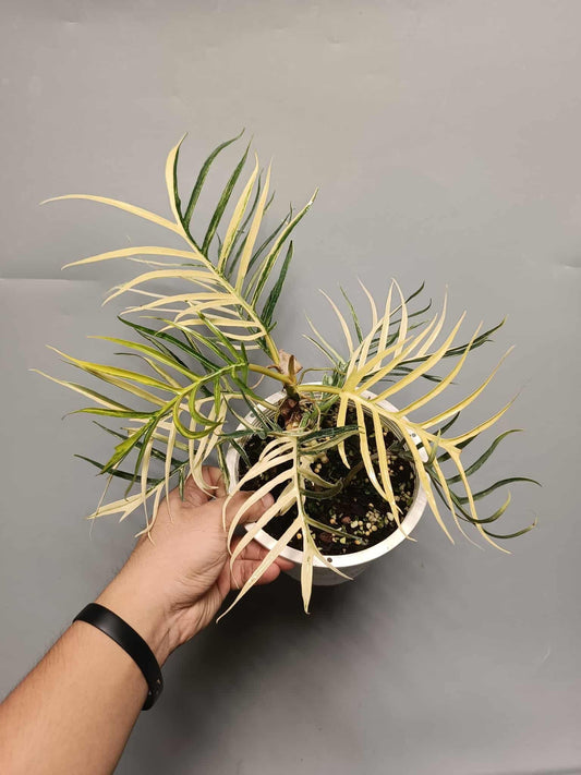 Philodendron Tortum Variegata Grade AA - Précommande Green and White Plants