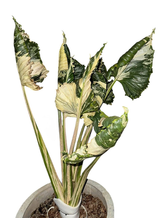 Alocasia Cucullata "Crinkless" Albo Variegata Corm - 30-day delivery
