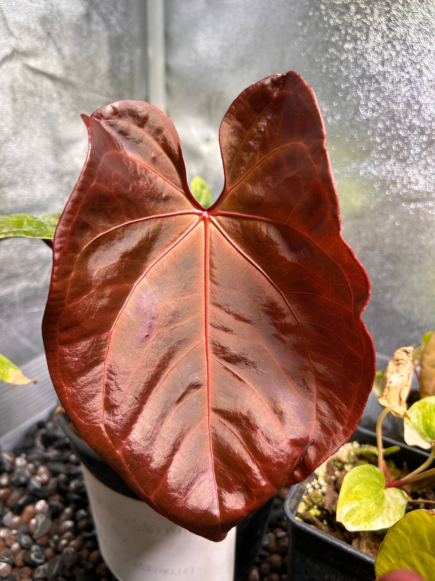 Substrat Anthurium Professionnel (5L)