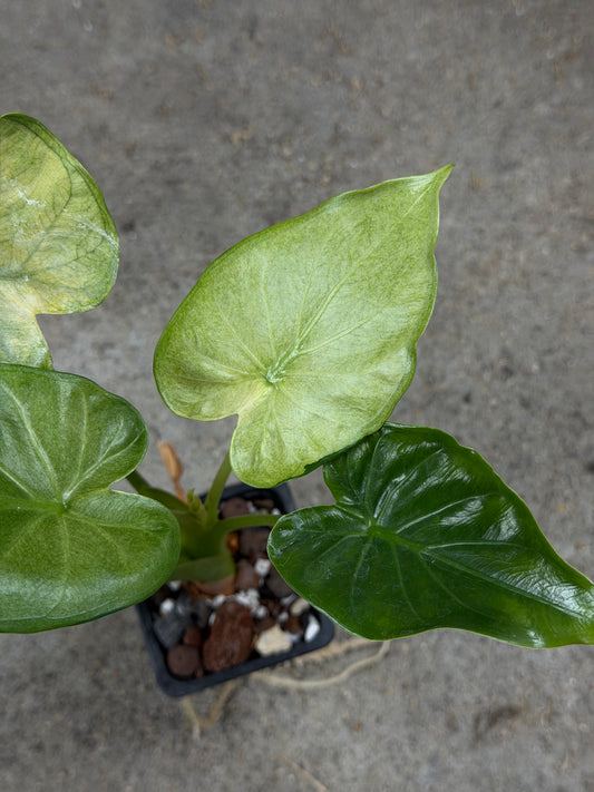 Alocasia Cuculatta „Wagyu“ Mint