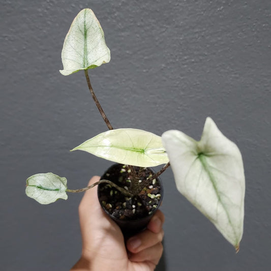 Alocasia Zebrina Mint Variegata - Précommande Green and White Plants
