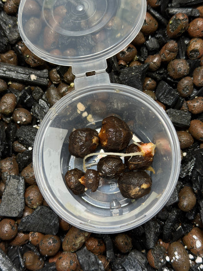 Alocasia Regal Shield Aurea - Bulbe