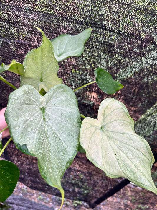 Alocasia Cucullata Full Mint - Précommande Green and White Plants