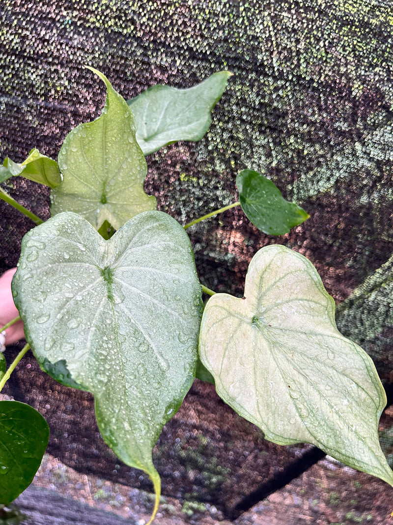 Alocasia Cucullata Full Mint - Pre-order