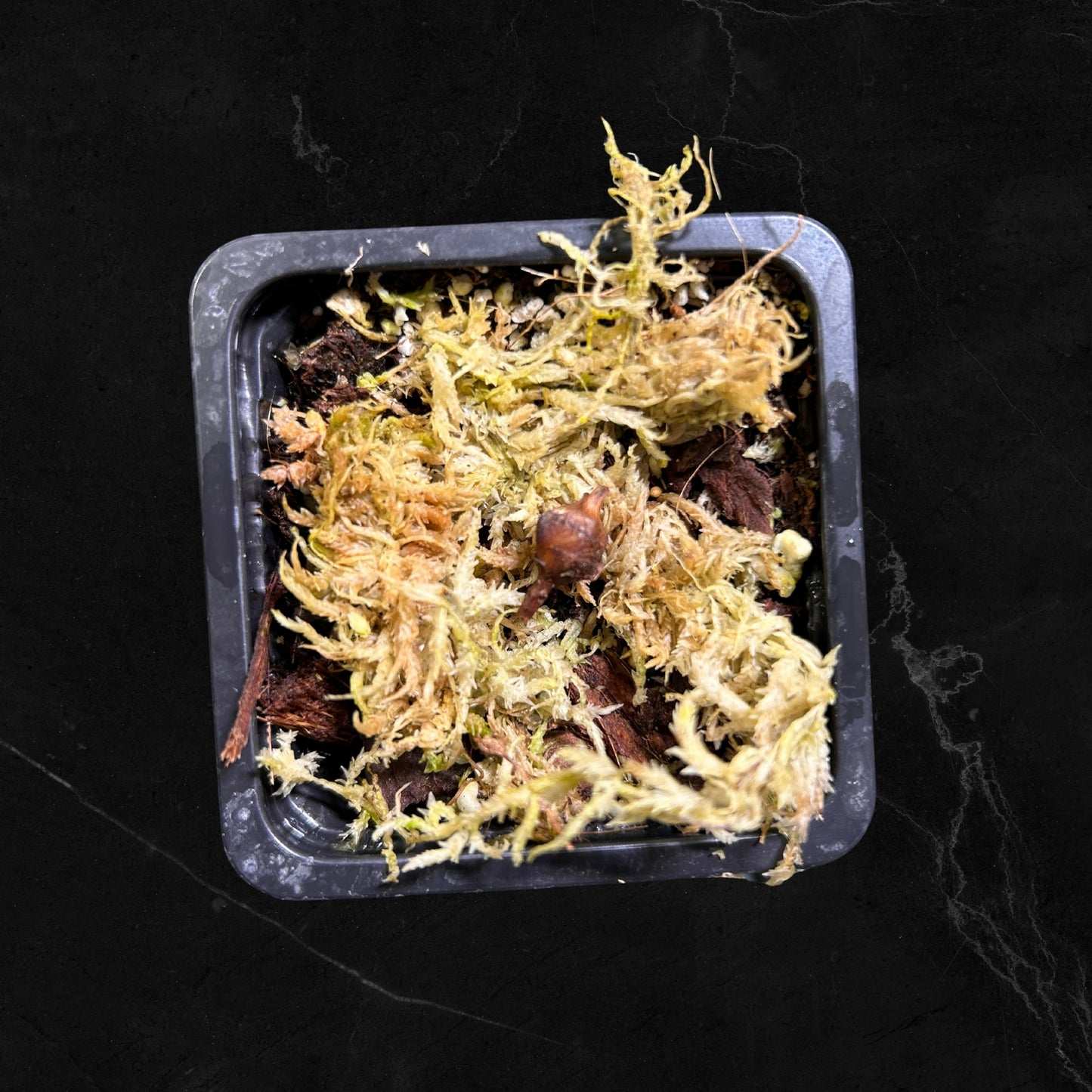 Alocasia Amazonica Albo Pink Variegata - Zwiebel