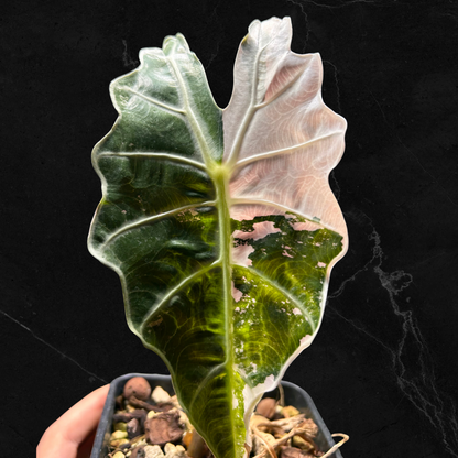 Alocasia Amazonica Albo Pink Variegata - Bulbe