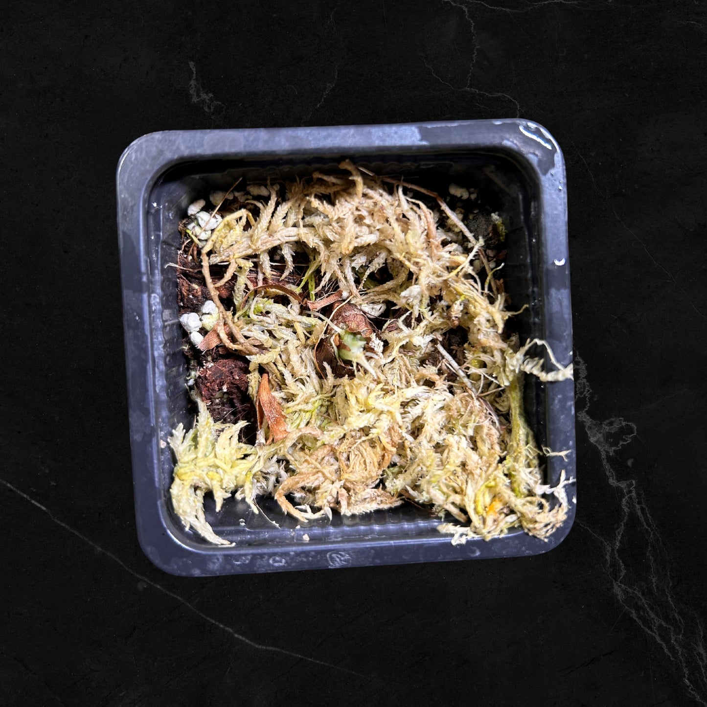 Alocasia Baginda Drachenschuppe Albo Variegata - Zwiebel