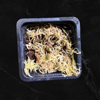 Alocasia Baginda Drachenschuppe Albo Variegata - Zwiebel