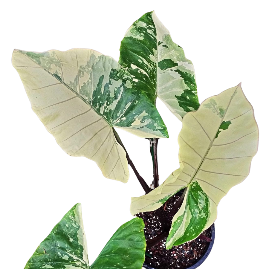 Alocasia Black Stem Albo Variegata - Bulbe