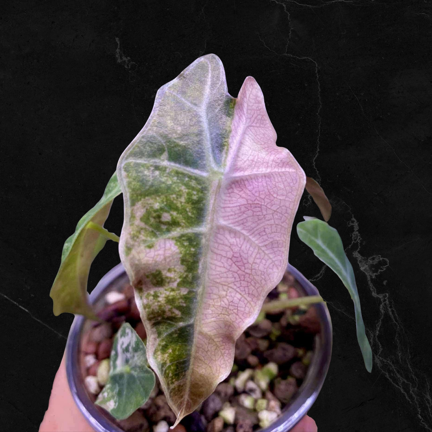 Alocasia Bull Pink Variegata - Bulbe