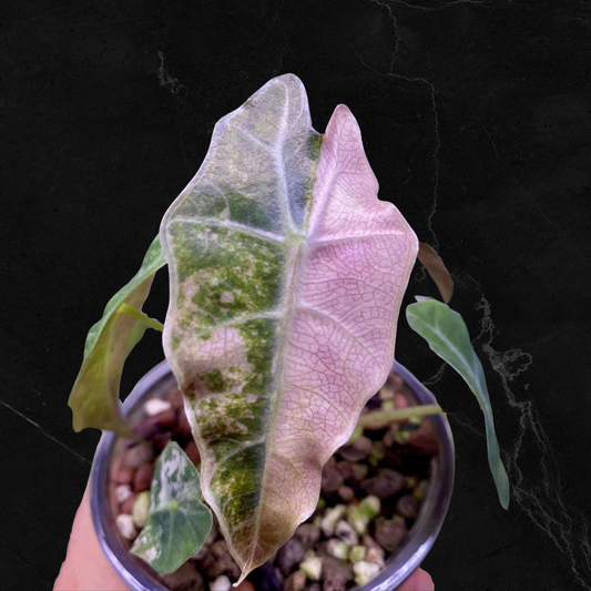 Alocasia Bull Pink Variegata - Bulbe