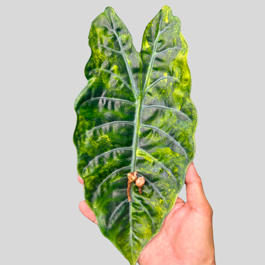 Alocasia Chantrierii Aurea - Bulbe