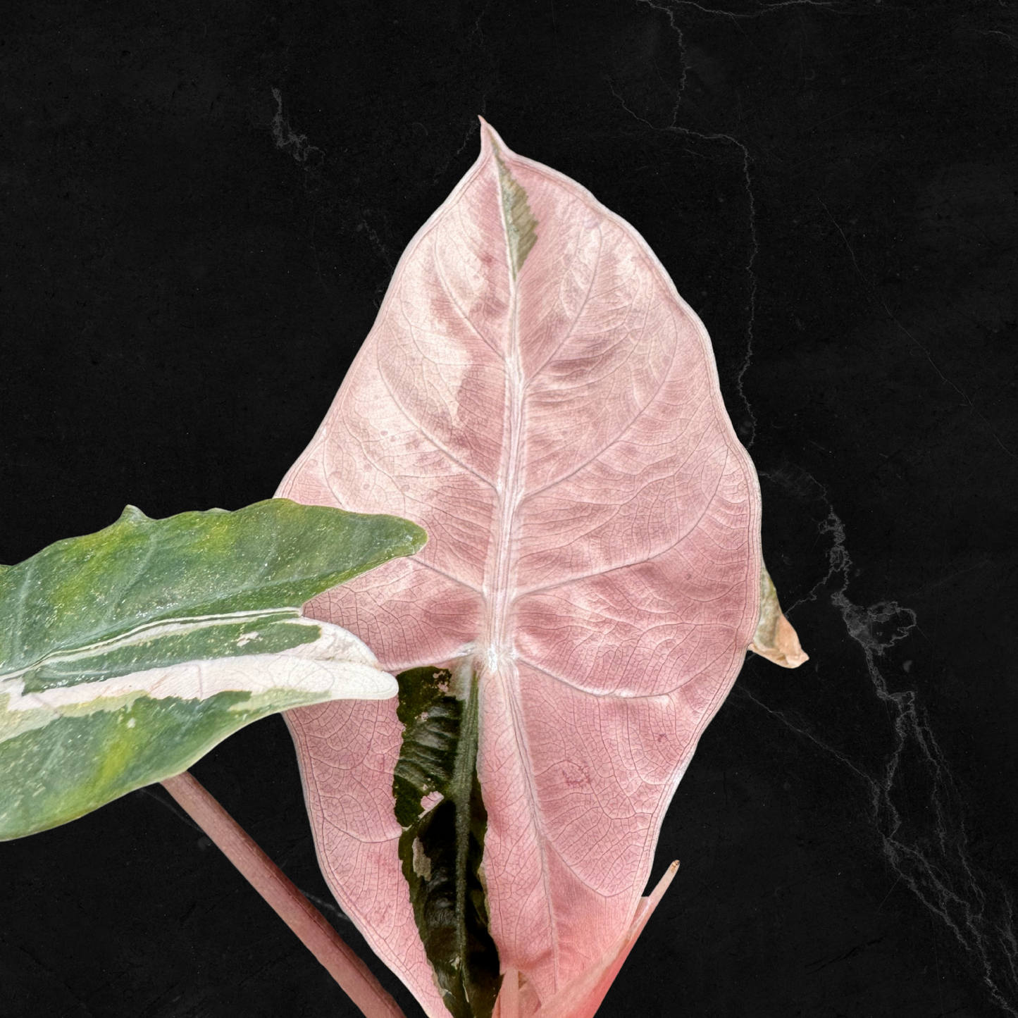 Alocasia Chantrieri Pink Variegata - Bulbe