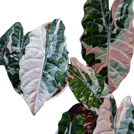 Alocasia Chantrieri Pink Variegata - Corm