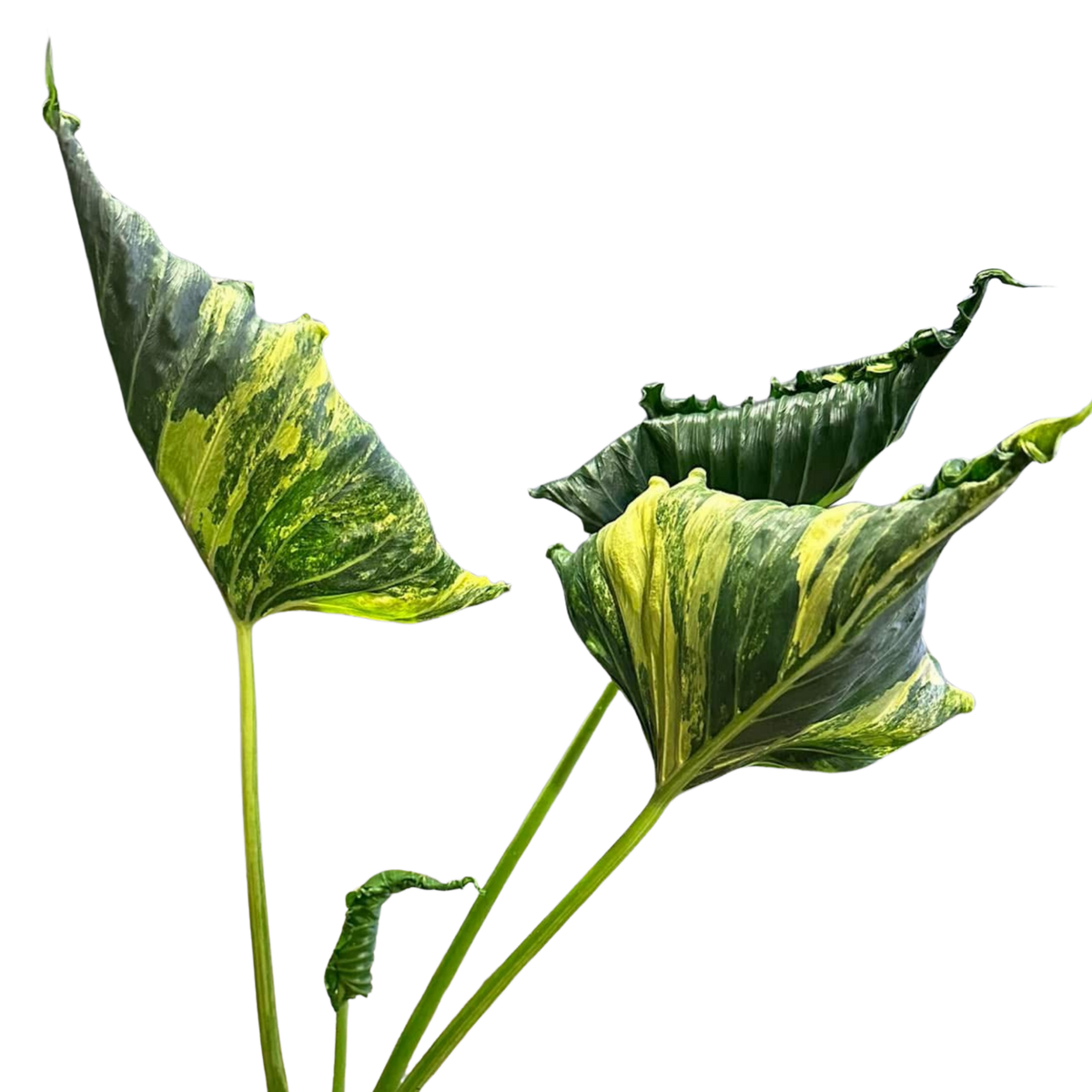 Alocasia Cuculatta « Crinckles »Aurea - Bulbe