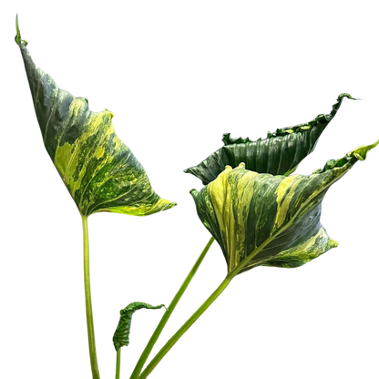 Alocasia Cuculatta « Crinckles »Aurea - Bulbe