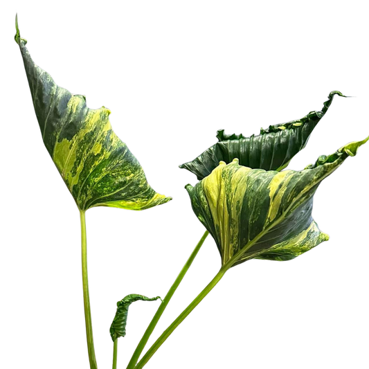 Alocasia Cucullata 'Crinkles' Aurea - Bulb