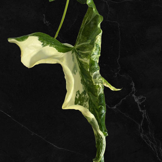 Alocasia Cucullata Crinkless Albo