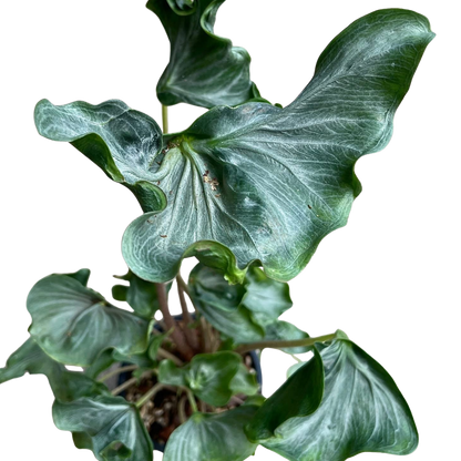 Alocasia „Holy Grail“ – Knolle