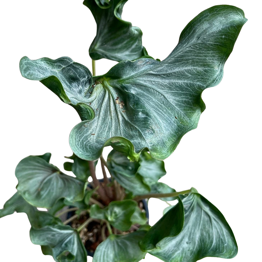 Alocasia « Holy Grail » - Bulbe
