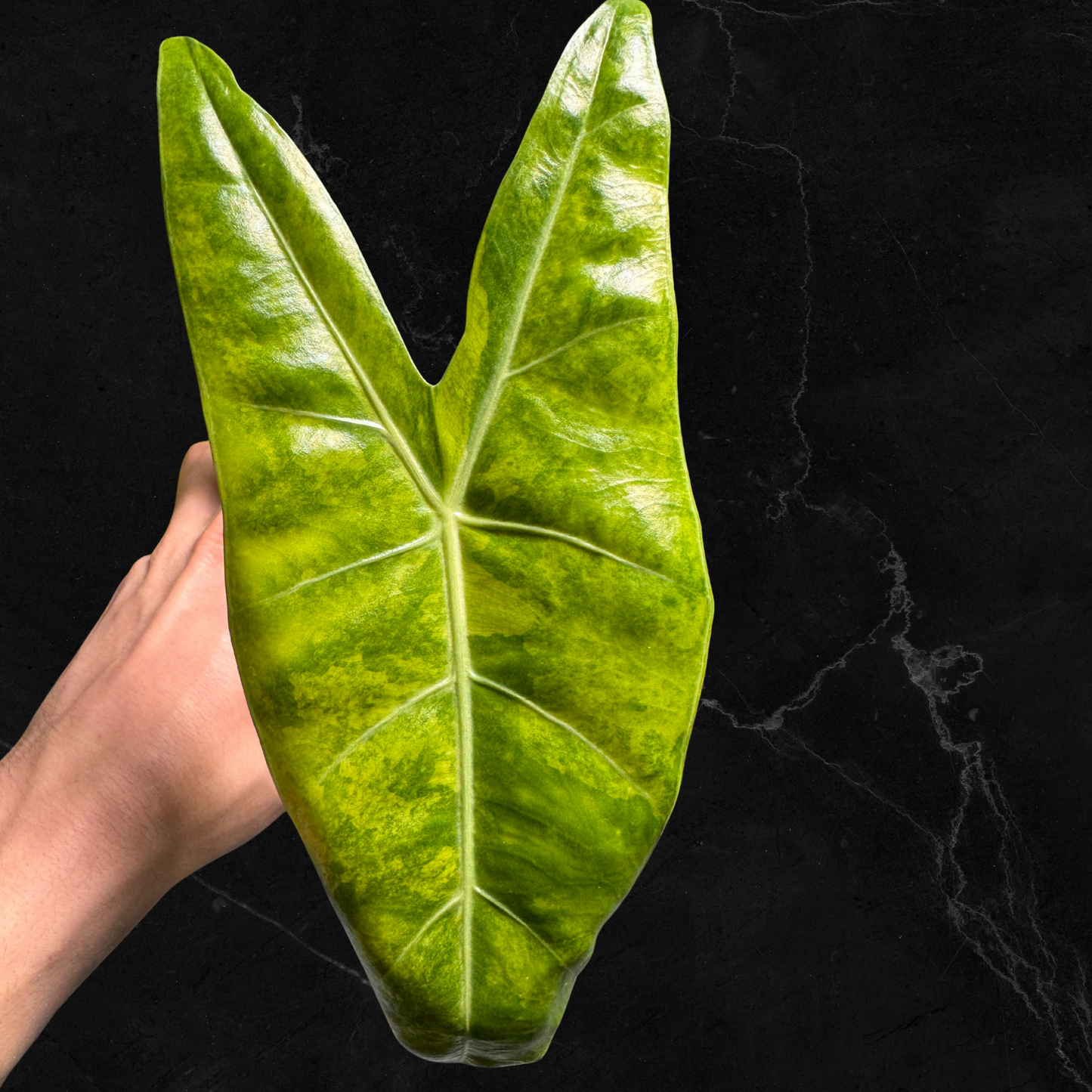 Alocasia Longiloba Super Narrow Lemon Aurea Variegated - Bulbe