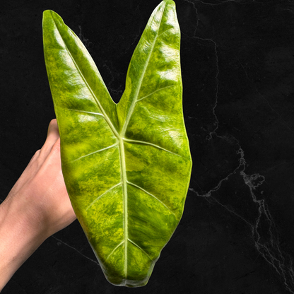 Alocasia Longiloba Super Narrow Lemon Aurea Variegated - Bulbe