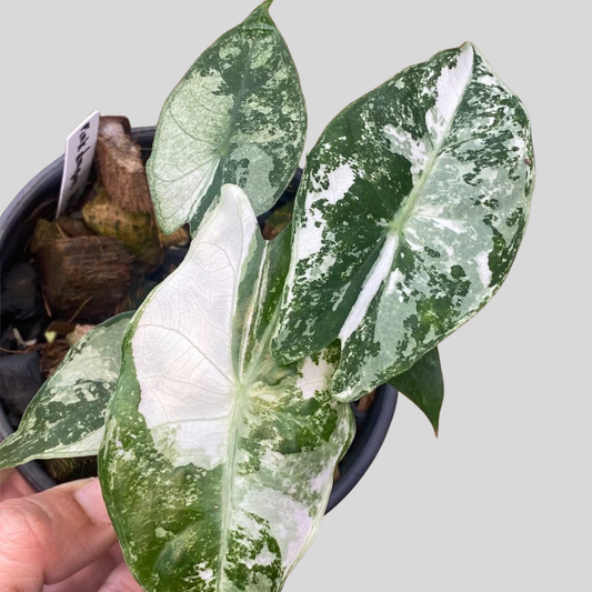 Alocasia Pink Dragon Albo Variegata - Bulbe