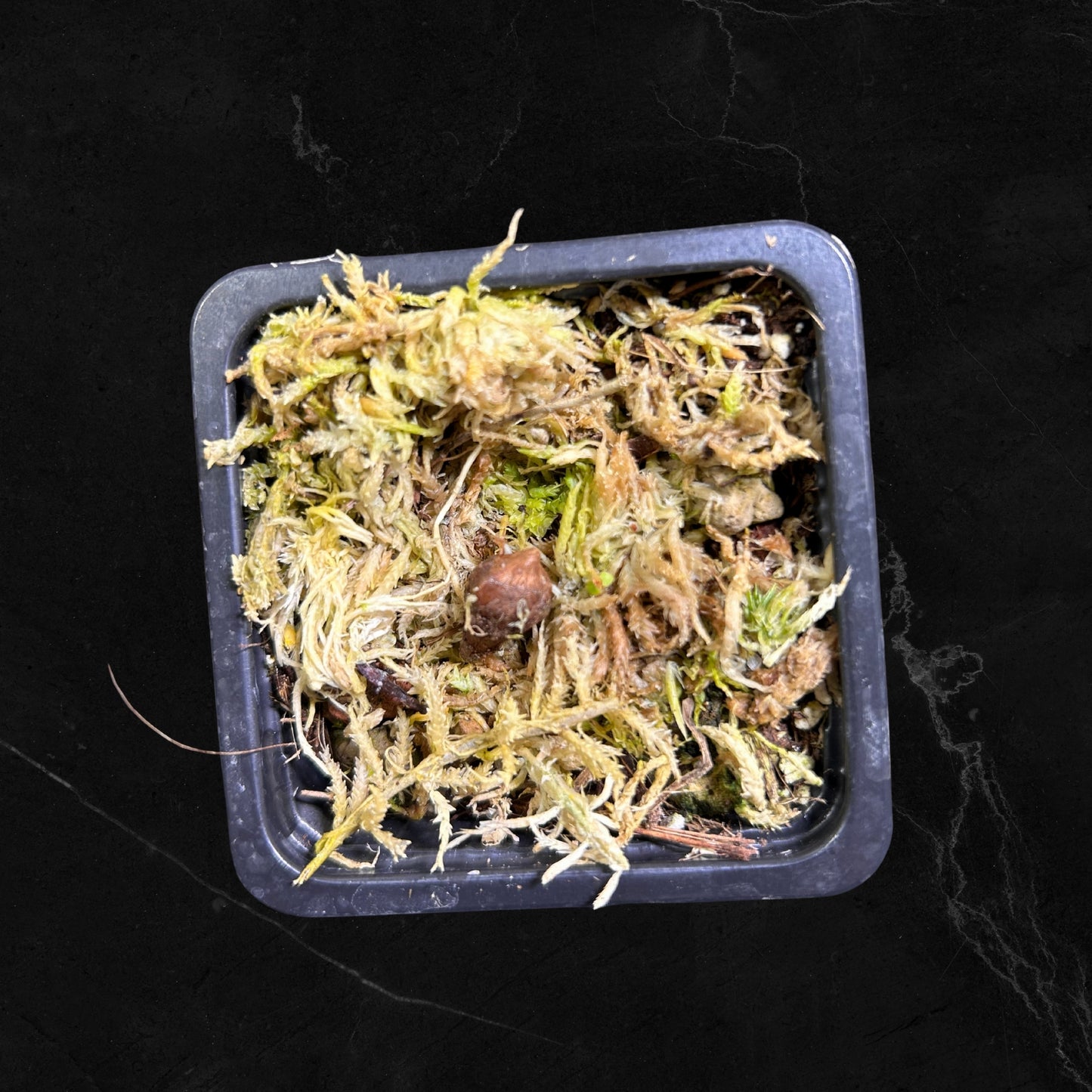 Alocasia Pseudo Sanderiana Aurea Variegated - Zwiebel