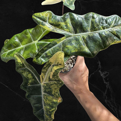 Alocasia Pseudo Sanderiana Aurea Variegated - Bulbe