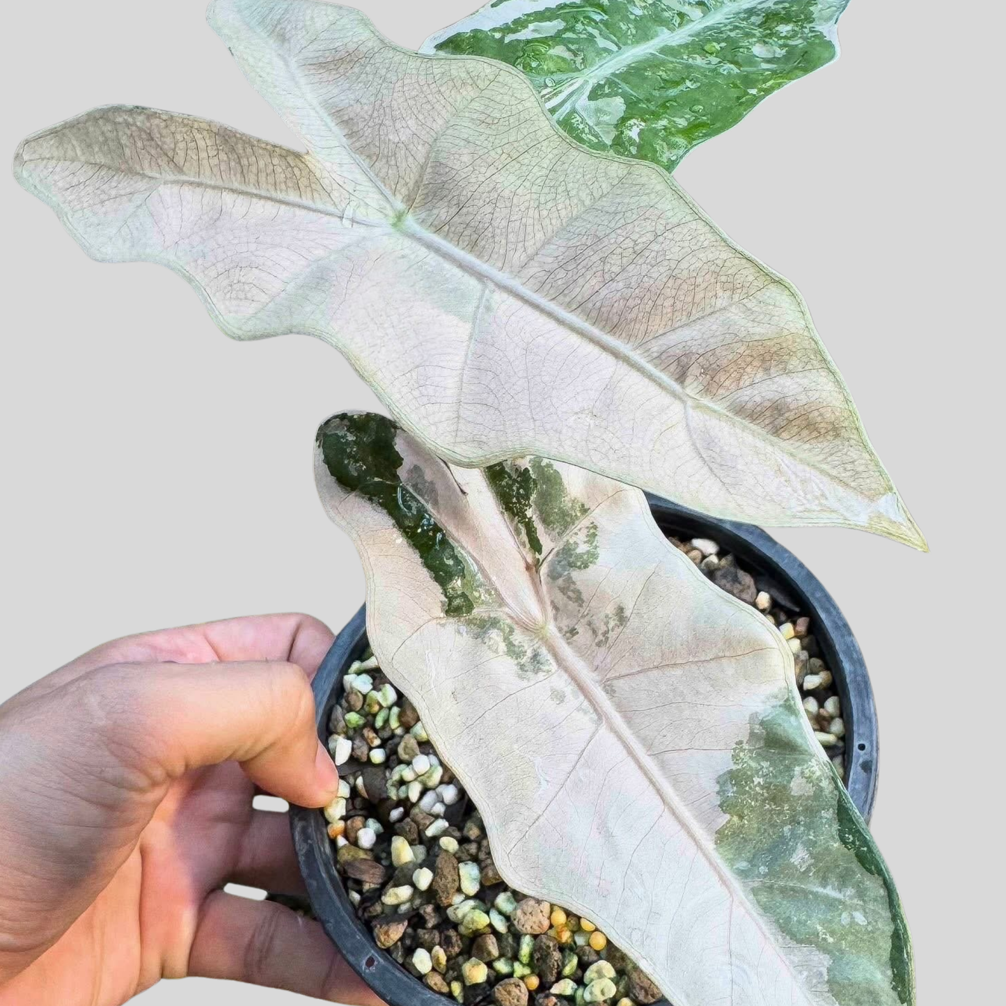 Alocasia Pseudo Sanderiana Pink Variegata - Bulb
