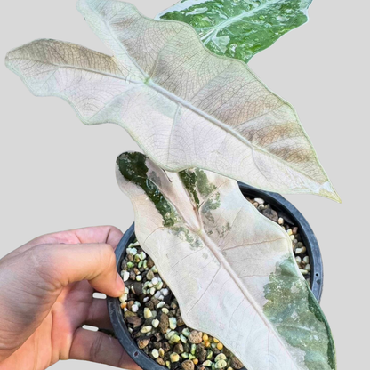 Alocasia Pseudo Sanderiana Pink Variegata - Bulb