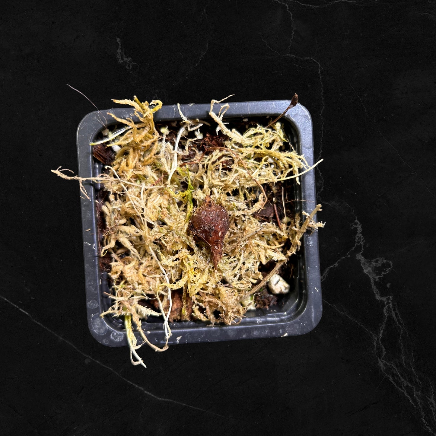 Alocasia Pseudo Sanderiana Pink - Zwiebeln