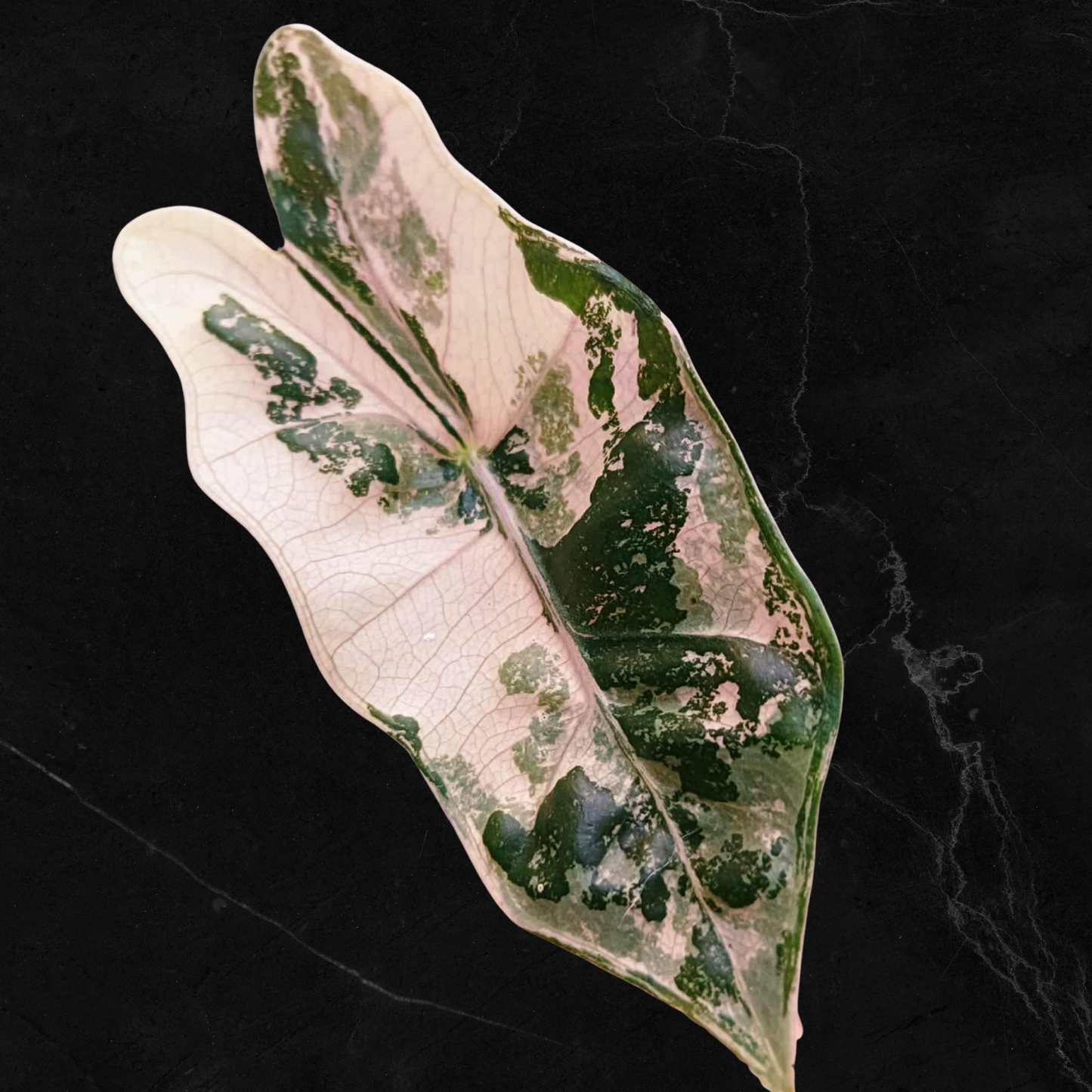 Alocasia Pseudo Sanderiana Pink - Bulbes