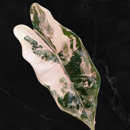 Alocasia Pseudo Sanderiana Pink - Bulbes