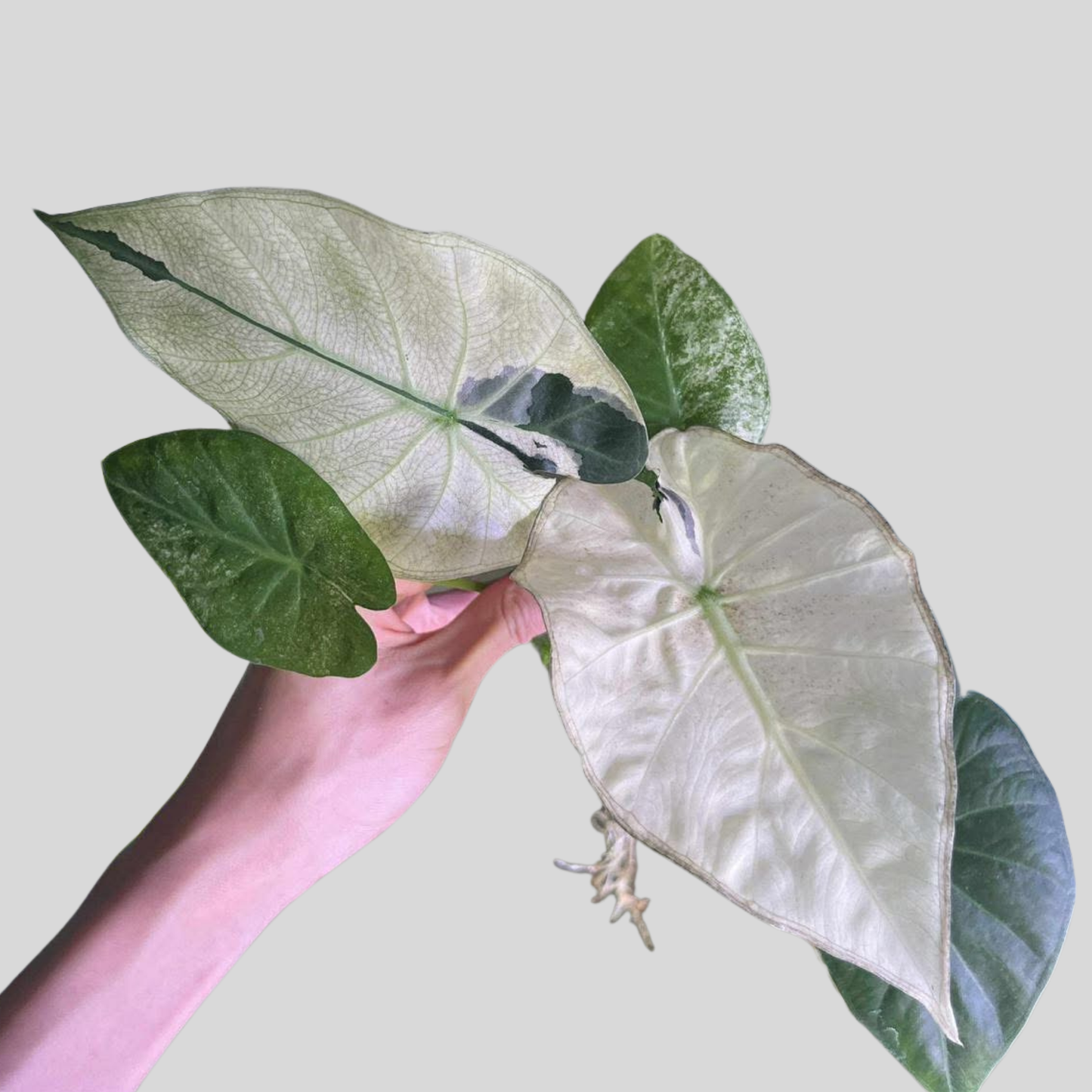 Alocasia Regal Shield Albo/Mint - Corm