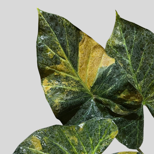 Alocasia Regal Shield Aurea - Bulbe