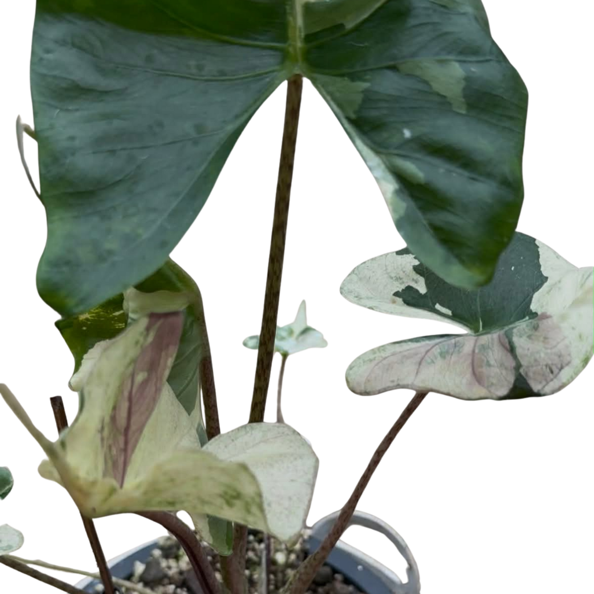Alocasia Stingray Albo/Pink - Bulb