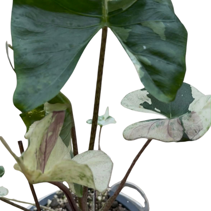 Alocasia Stingray Albo/Pink - Bulb
